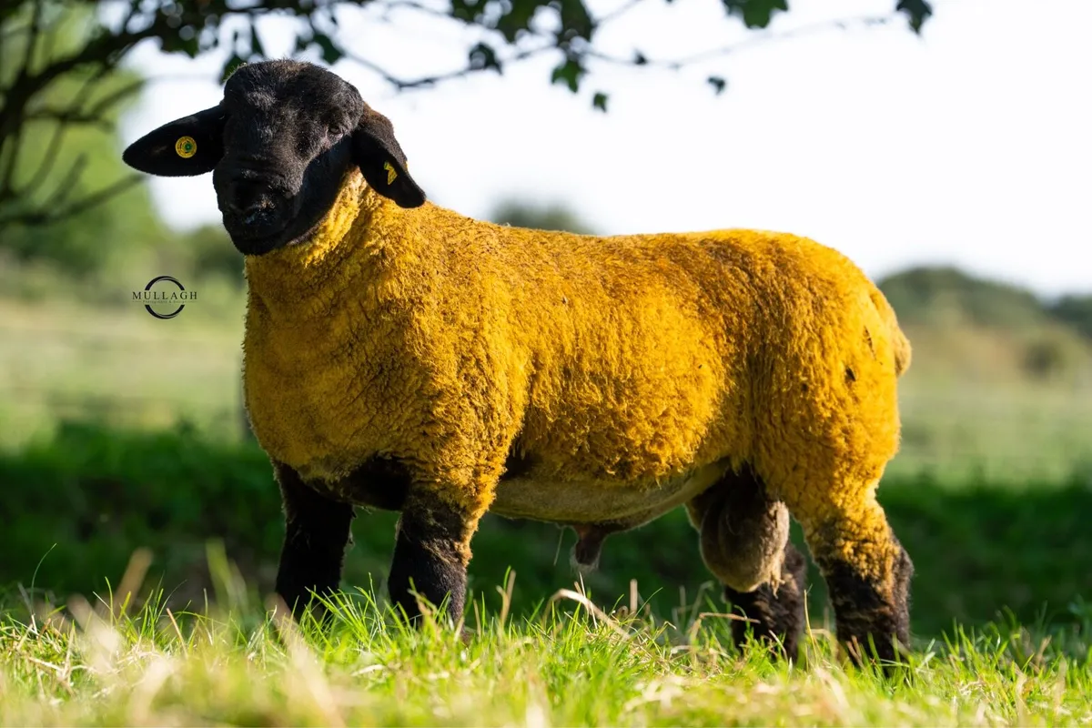 Suffolk ram lambs in Ballinrobe mart this Friday - Image 2