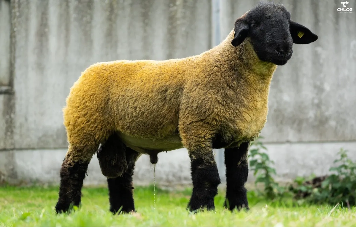Suffolk ram lambs in Ballinrobe mart this Friday - Image 3
