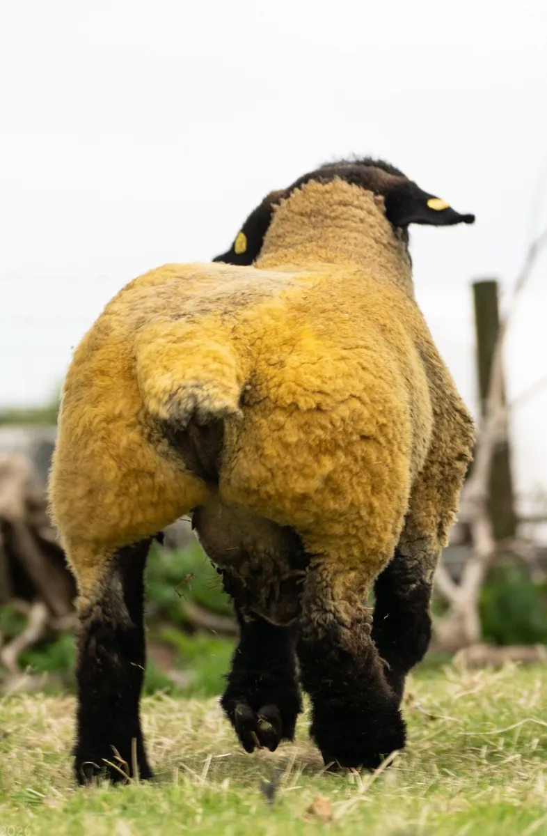 Suffolk ram lambs in Ballinrobe mart this Friday - Image 4