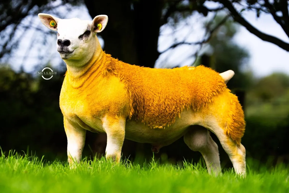 Enniscrone Livestock Ram  Sale at Ballinrobe - Image 2
