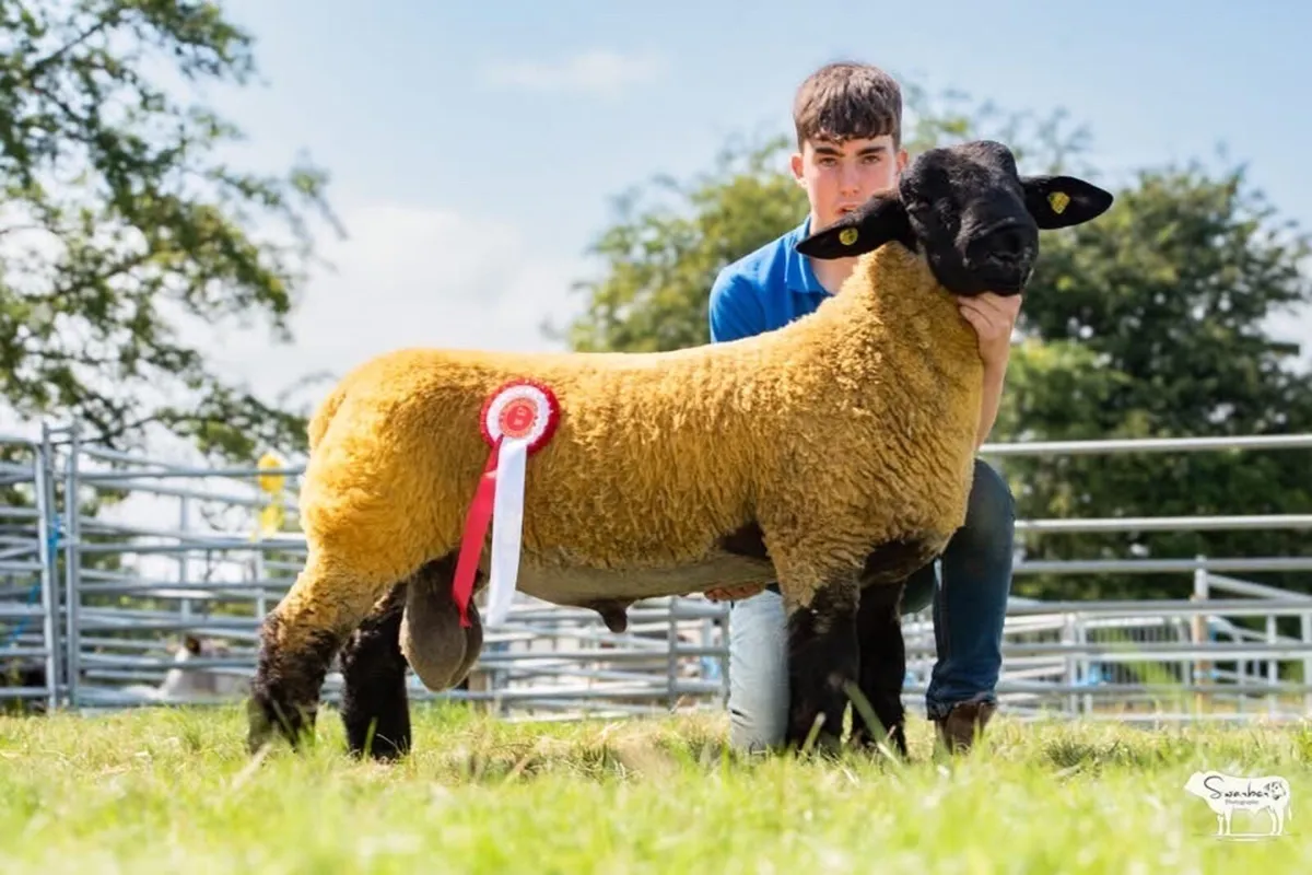 Enniscrone Livestock Ram  Sale at Ballinrobe - Image 3