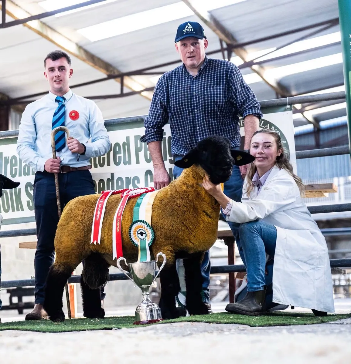 Enniscrone Livestock Ram  Sale at Ballinrobe - Image 1