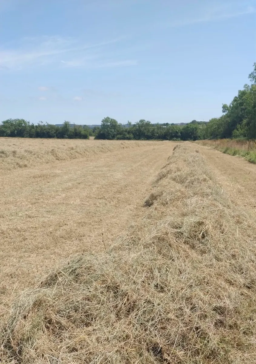 ORGANIC HAY - Image 2