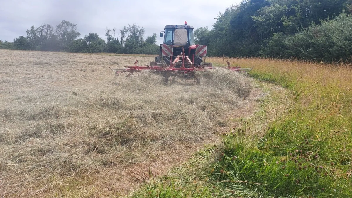 ORGANIC HAY - Image 3