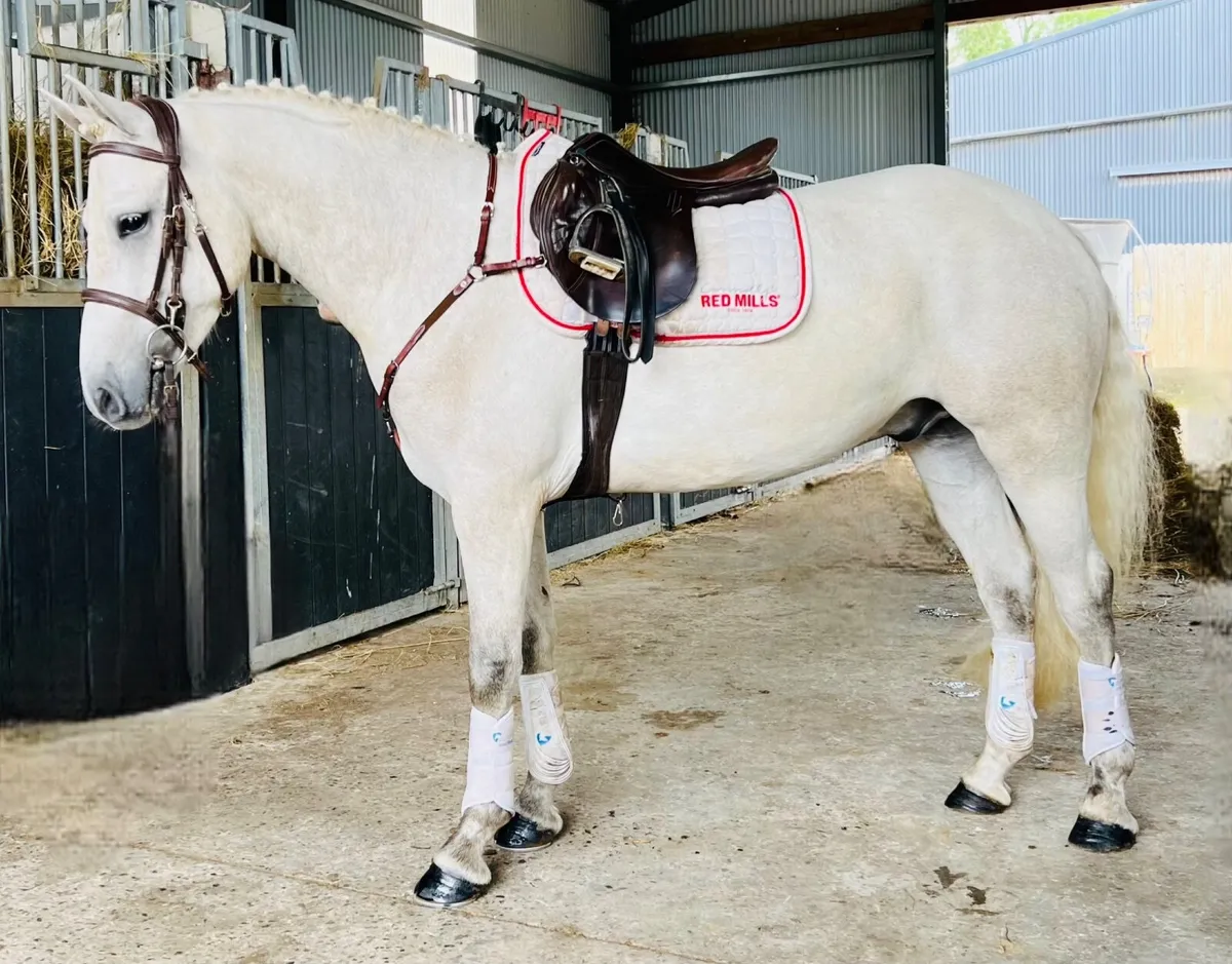 Super sporty Connemara pony - Image 3