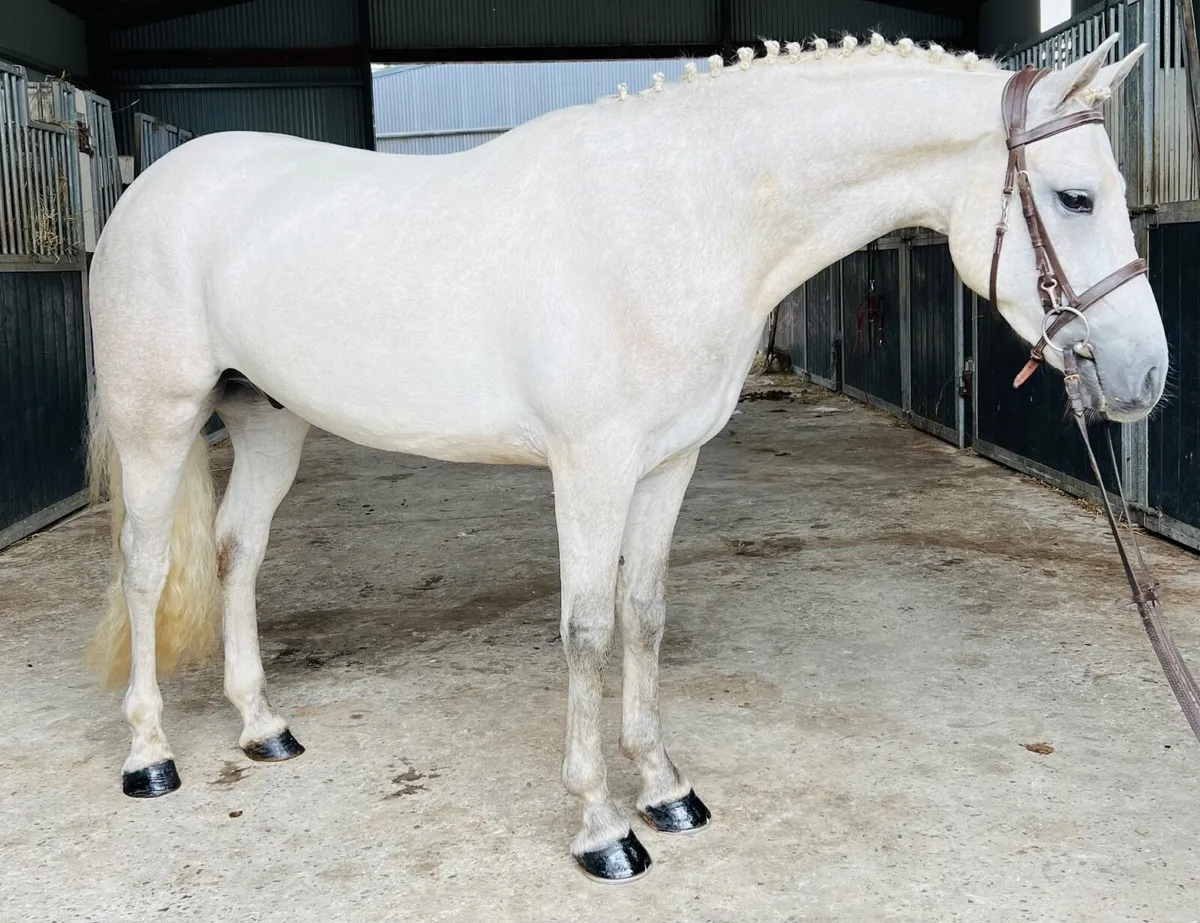 Super sporty Connemara pony - Image 4