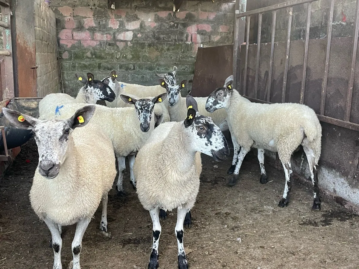 Milford ewe Hoggets - Image 1