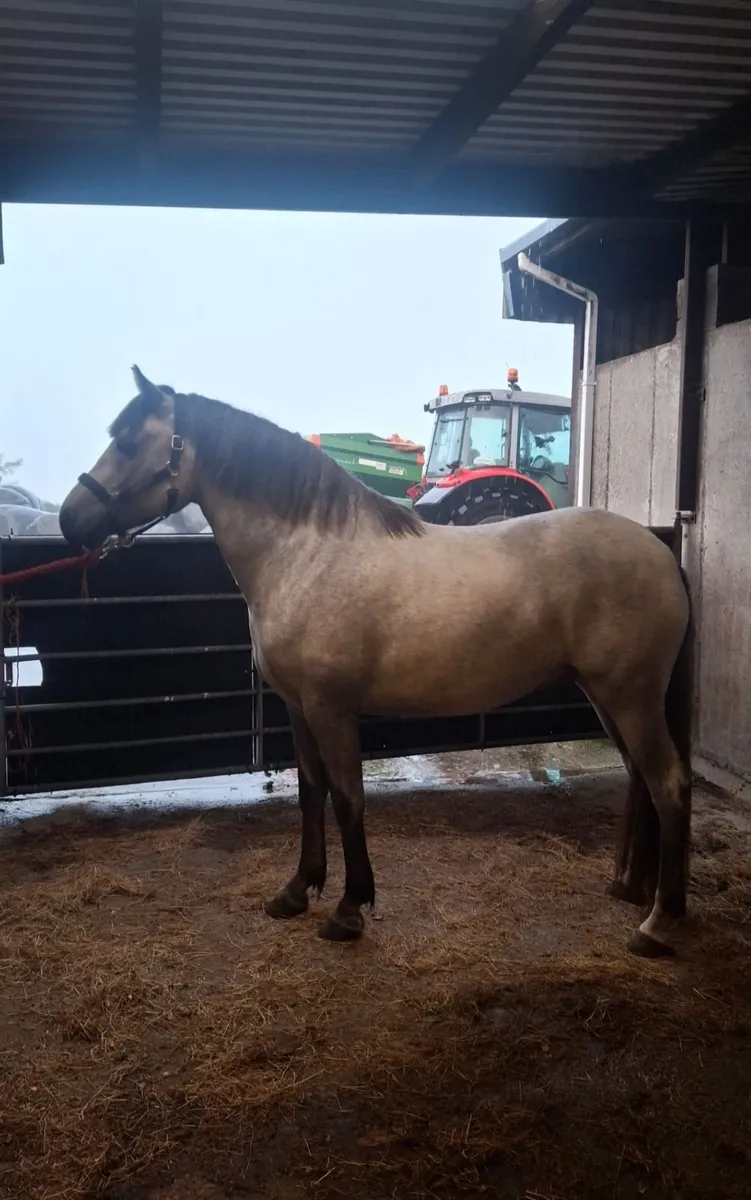 15hh Gelding - Lot 546 Clifden Sunday
