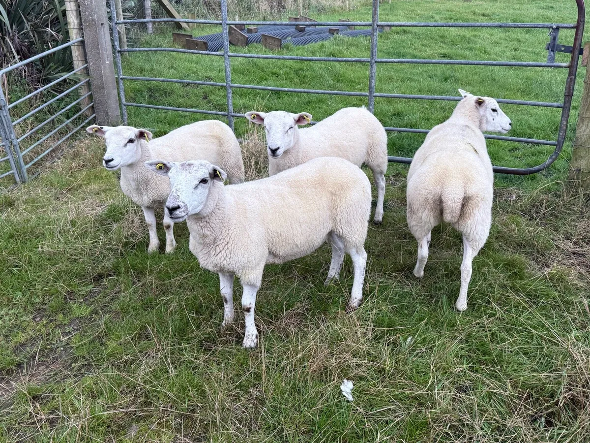 Texel X Hoggets & Ewe Lambs - Image 1