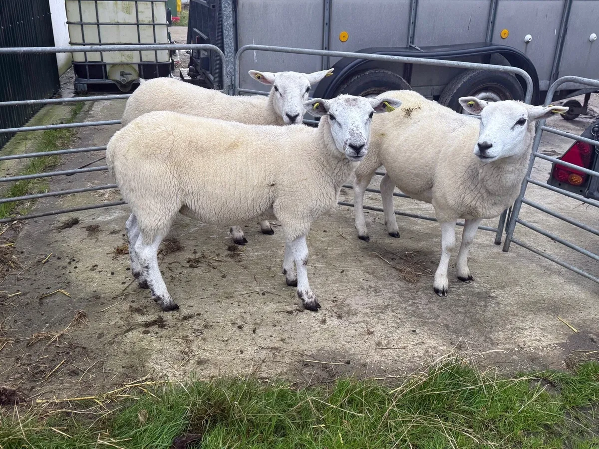 Texel X Hoggets & Ewe Lambs - Image 2