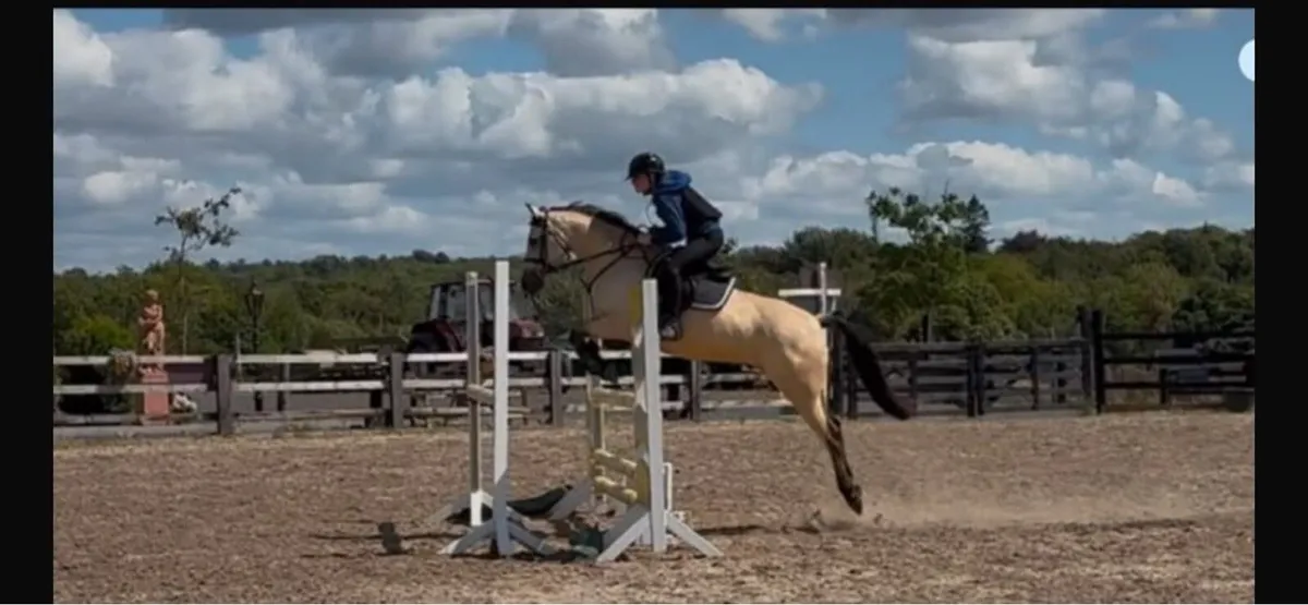 146 Pony. - Image 1