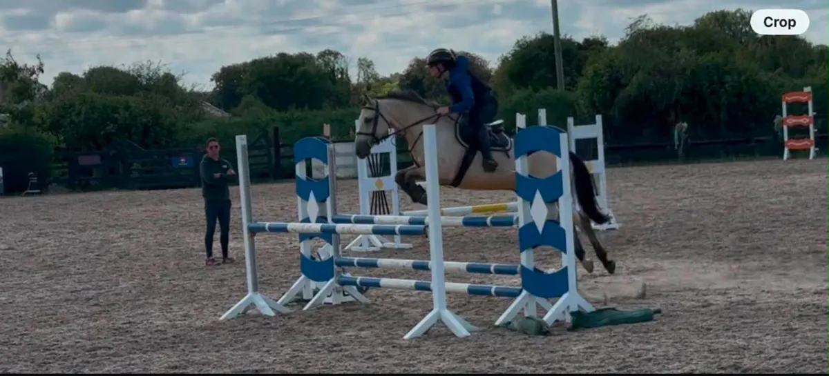 146 Pony. 7 Year old. - Image 4