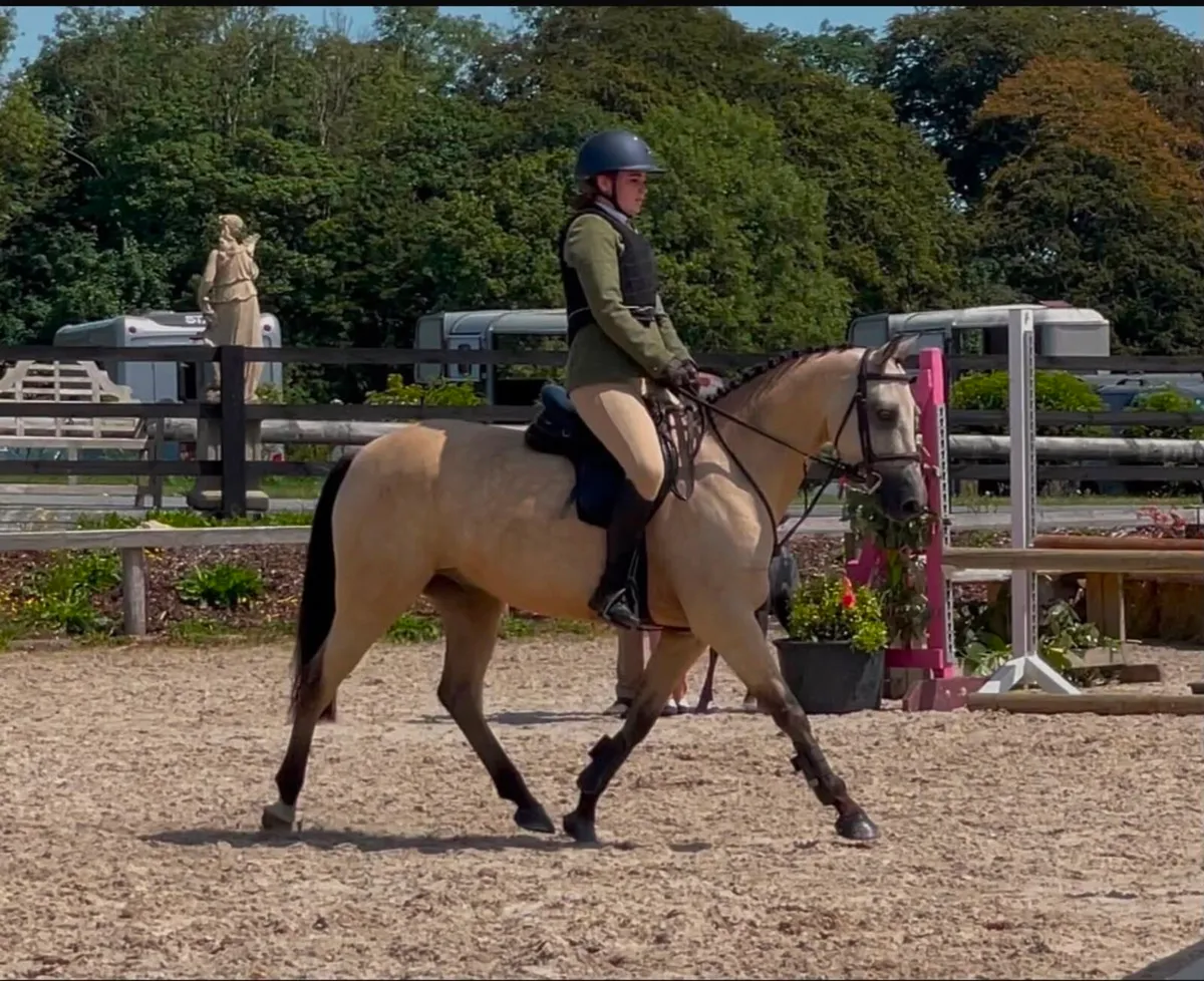 146 Pony. - Image 2