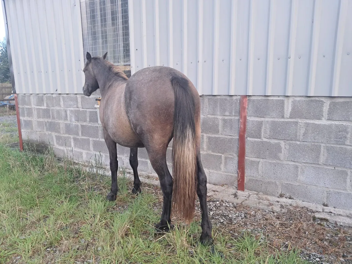 2 year old Bay Connamara - Image 2