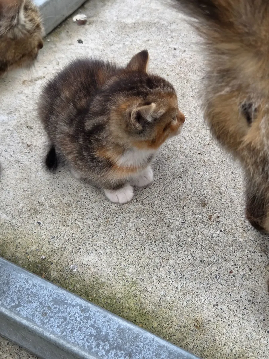 5 Kittens - Image 3