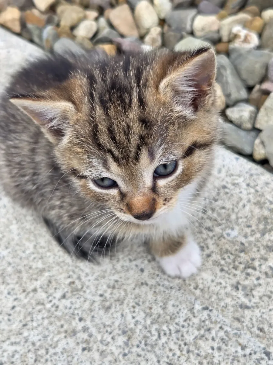 5 Kittens - Image 4