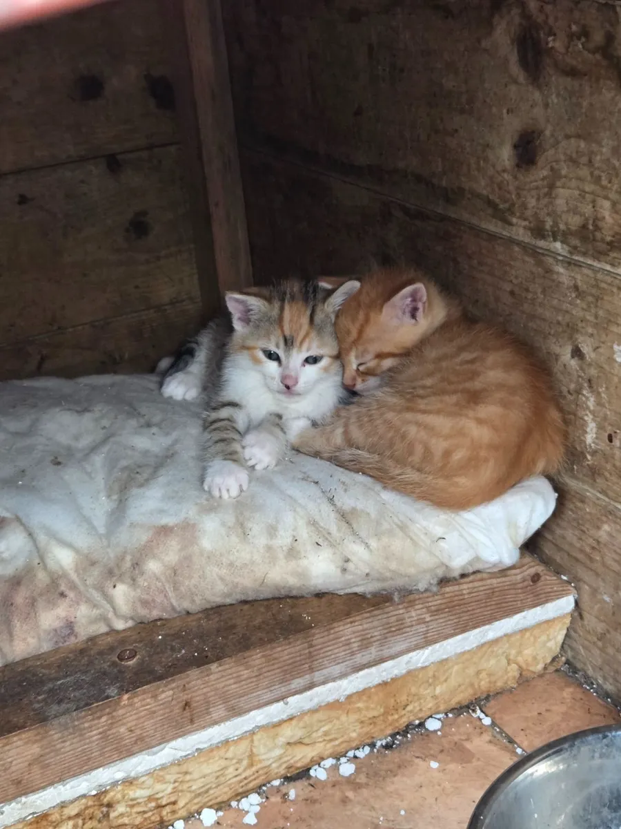 5 Kittens - Image 1