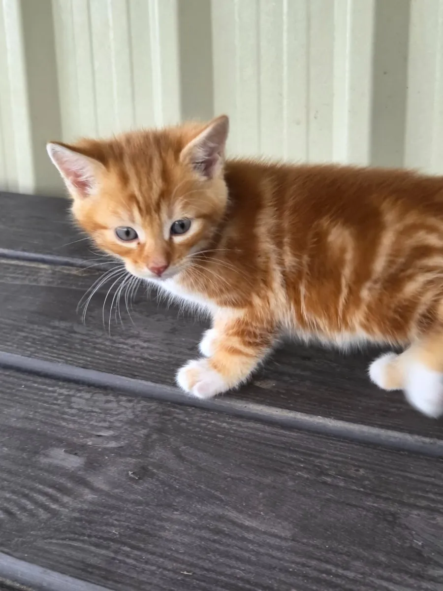 5 Kittens - Image 2