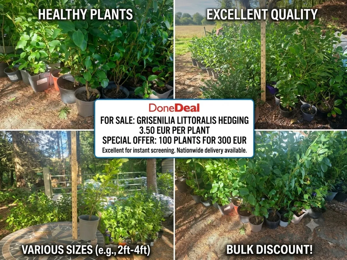 Griselinia Hedging x100 - Image 1
