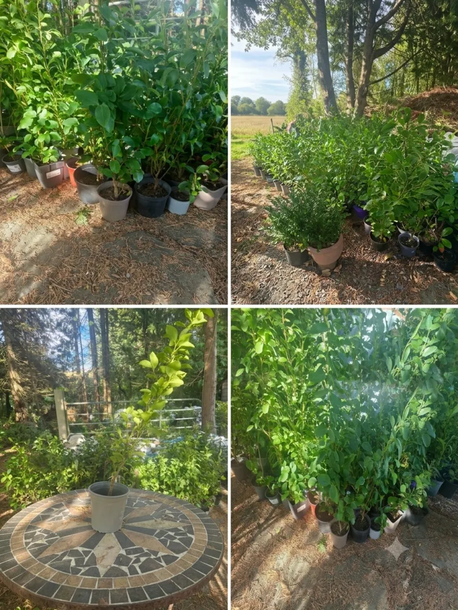 Griselinia Hedging x100 - Image 2