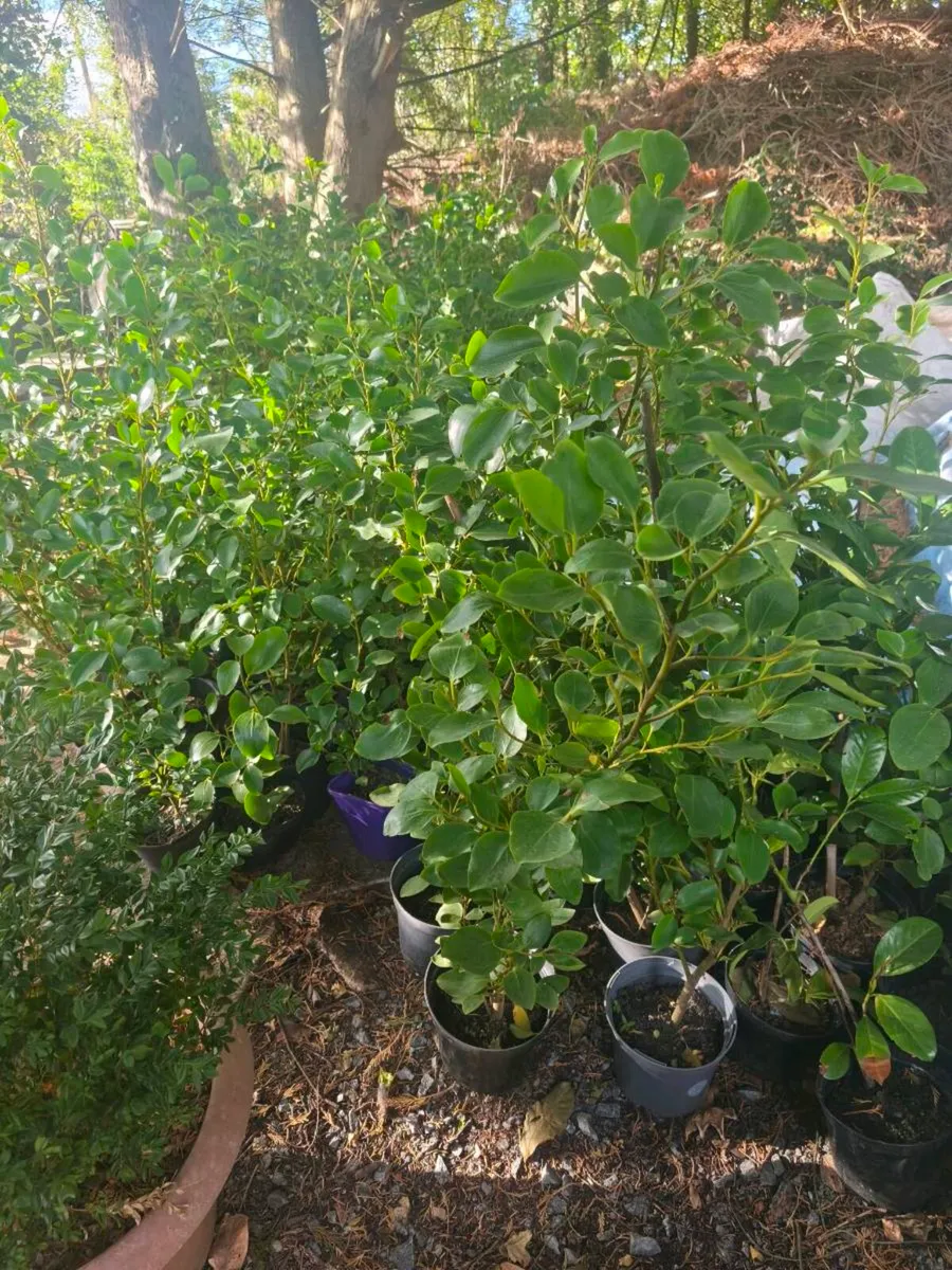Griselinia Hedging x100 - Image 3