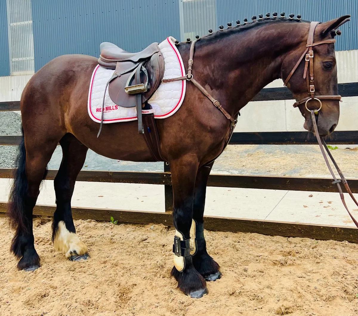 Beautiful all round cob - Image 1