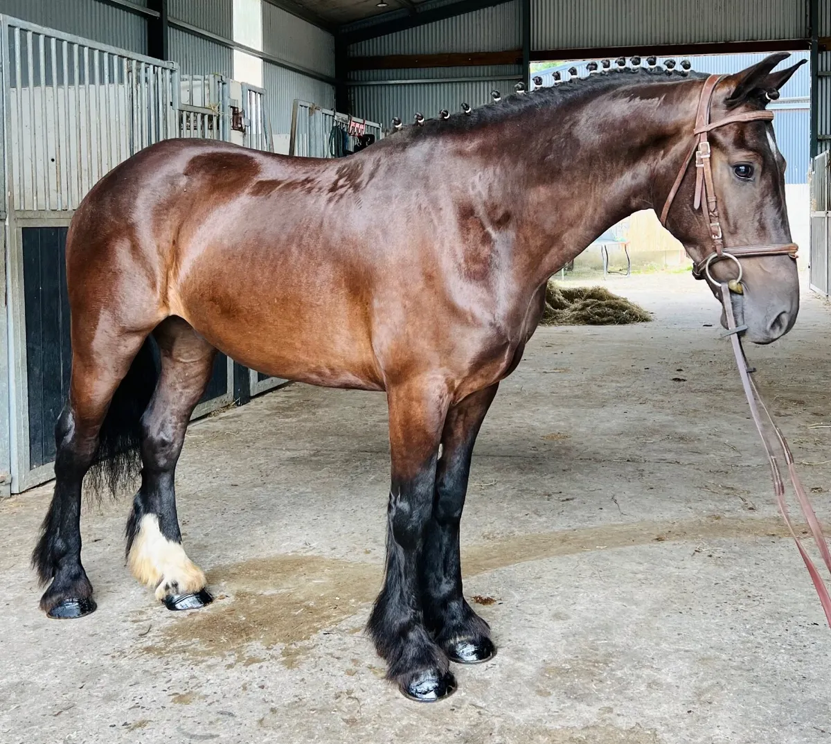Beautiful all round cob - Image 3