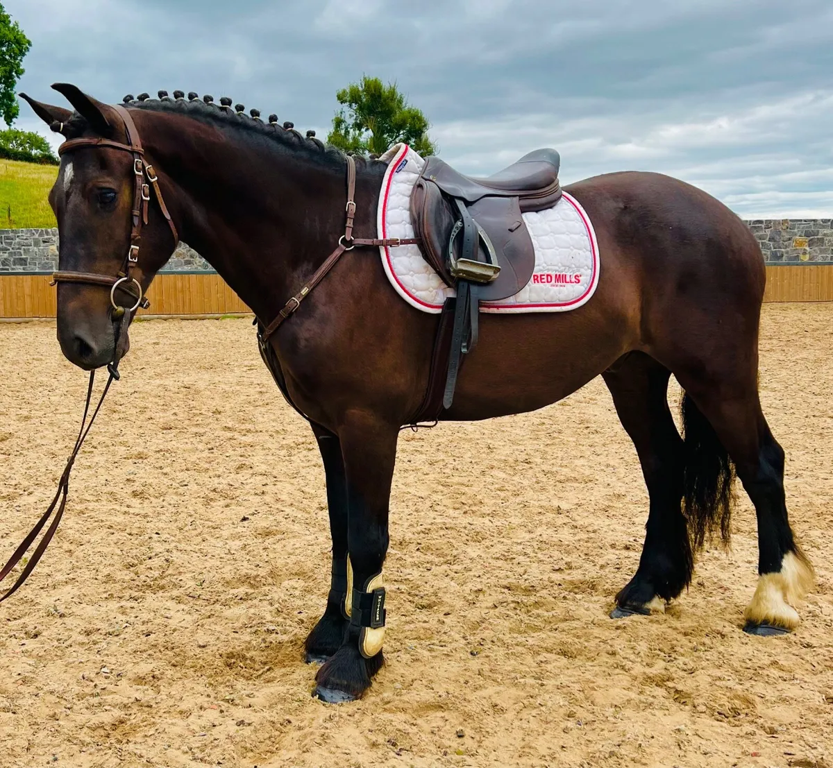 Beautiful all round cob - Image 4