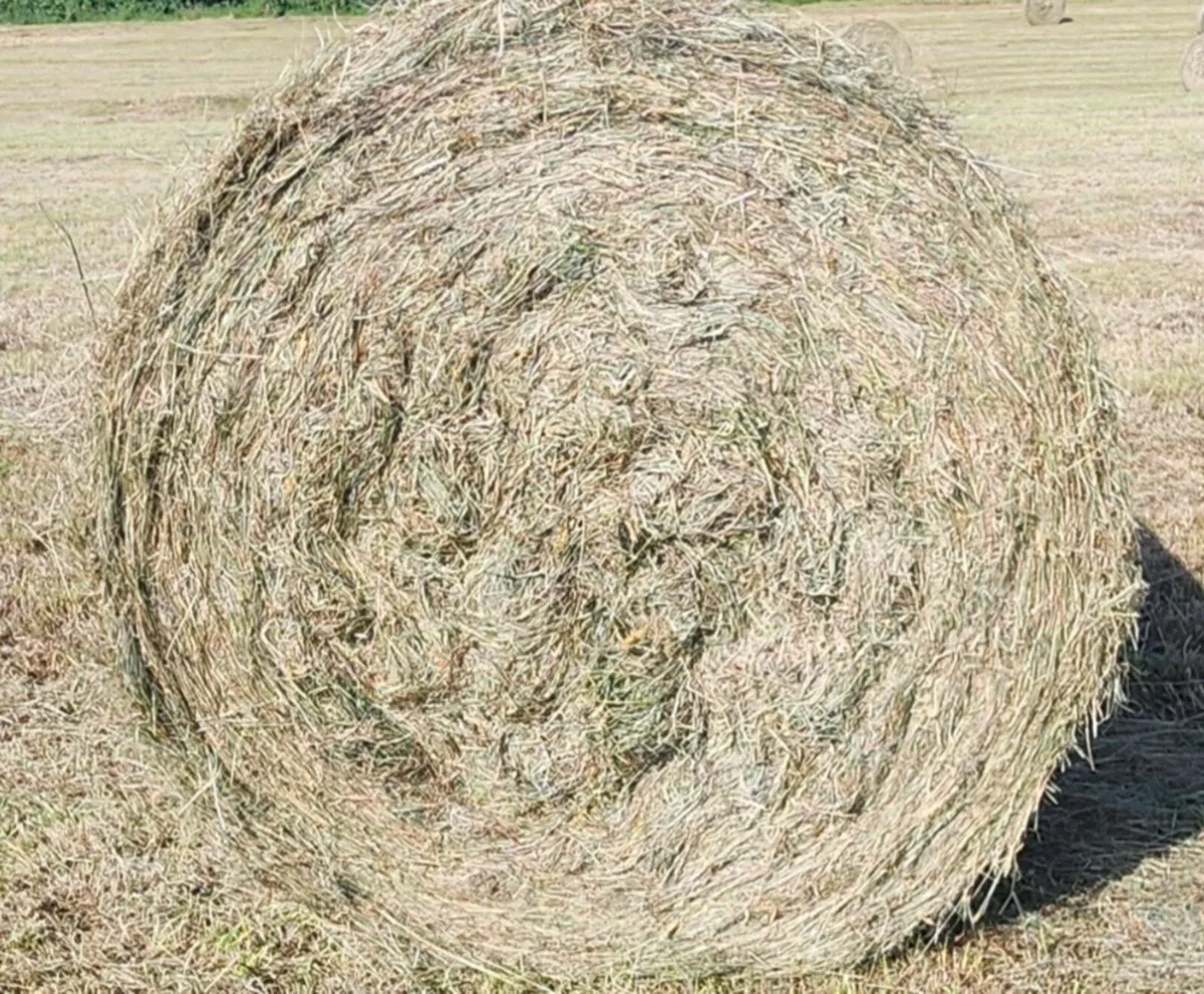 Hay for sale - Image 2