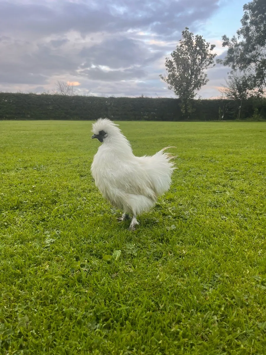 Silkies and roosters - Image 3