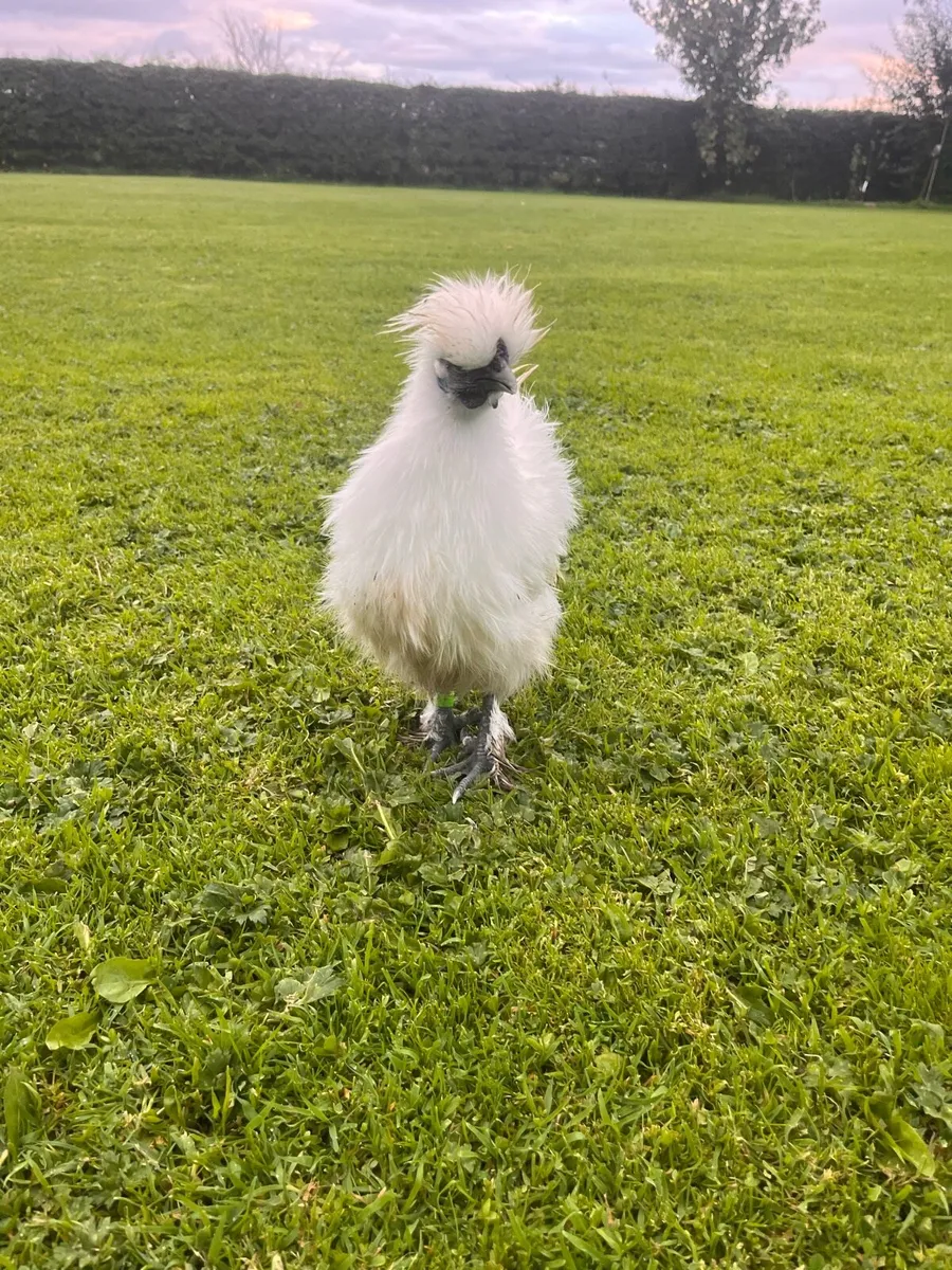 Silkies and roosters - Image 4