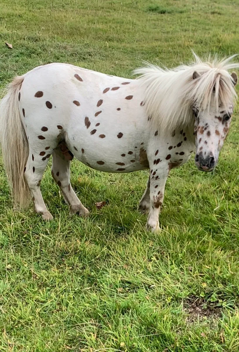stallion - Image 1