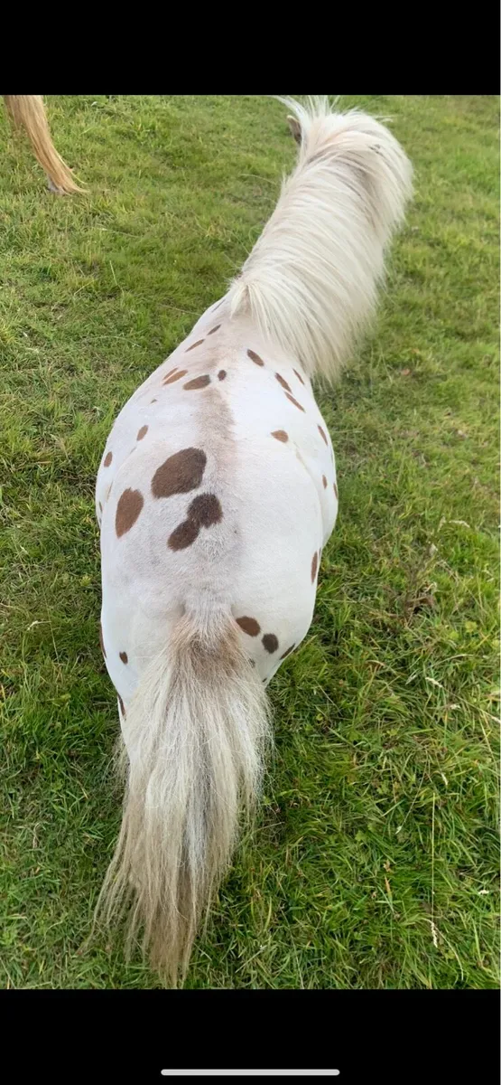 stallion - Image 2