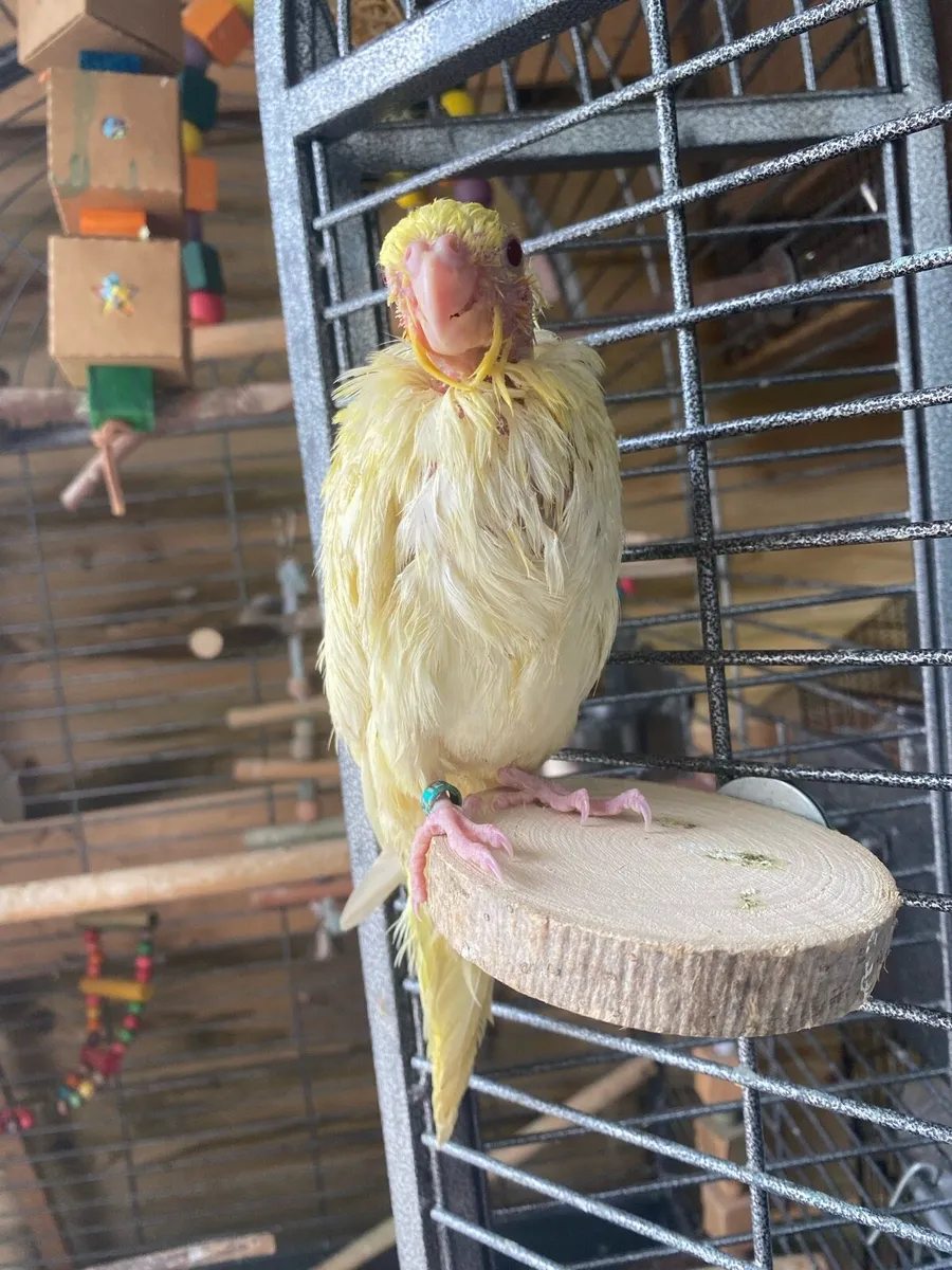 Hand reared Cockatiel, read description - Image 4