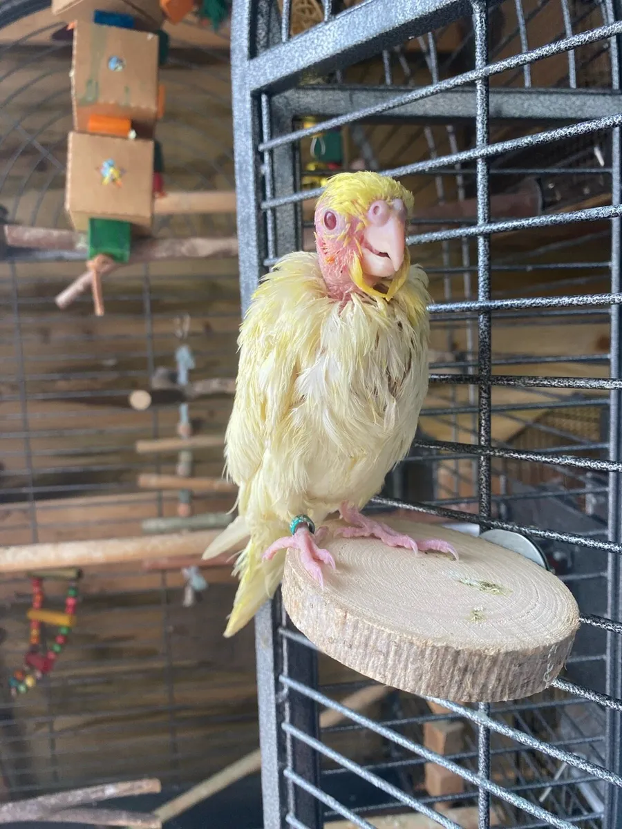 Hand reared Cockatiel, read description - Image 1
