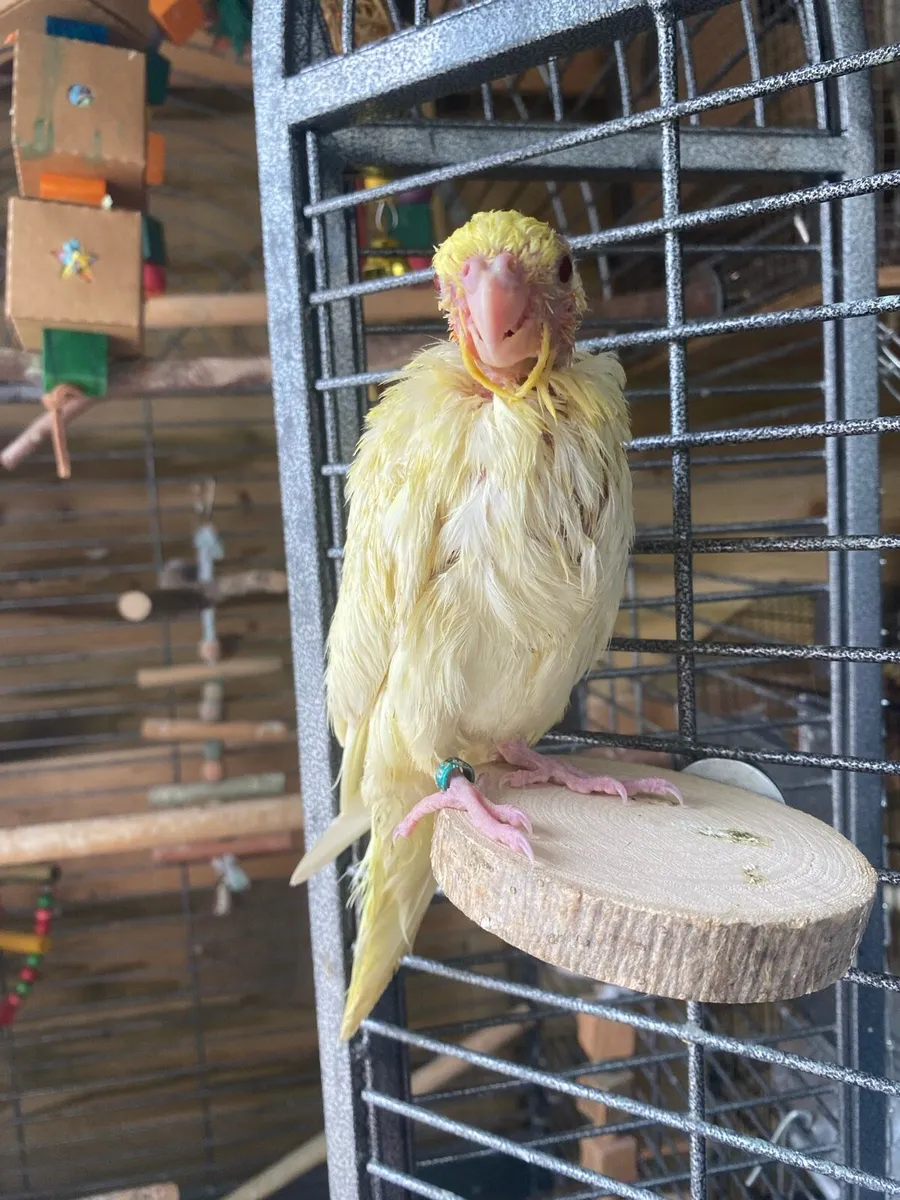 Hand reared Cockatiel, read description - Image 2
