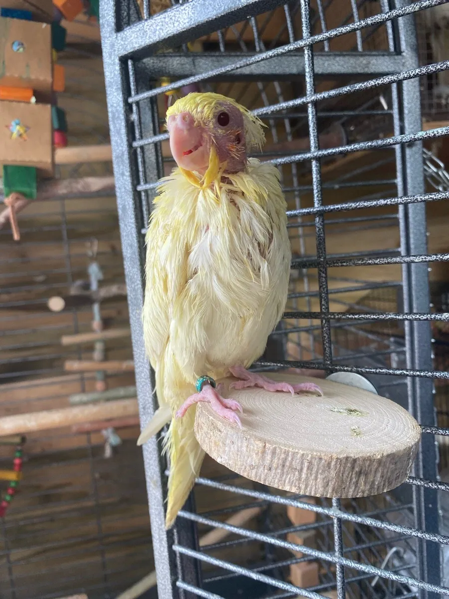 Hand reared Cockatiel, read description - Image 3