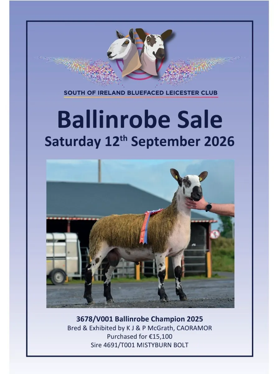 South of Ireland Bluefaced Leicester Club Sale - B - Image 1