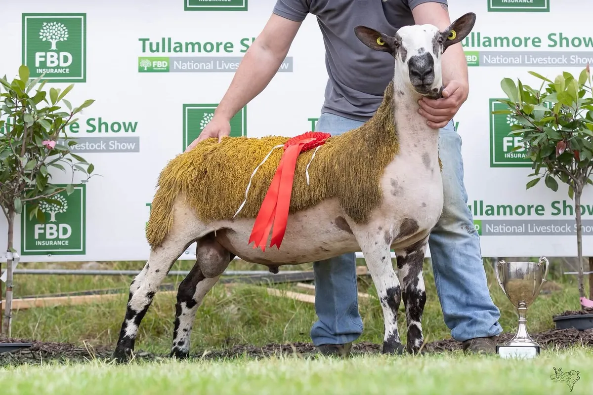 South of Ireland Bluefaced Leicester Club Sale - B - Image 3