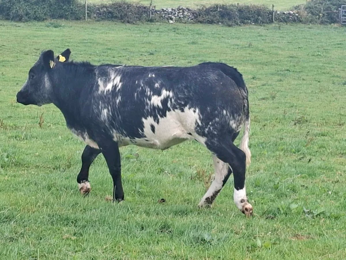 Springers - Image 2