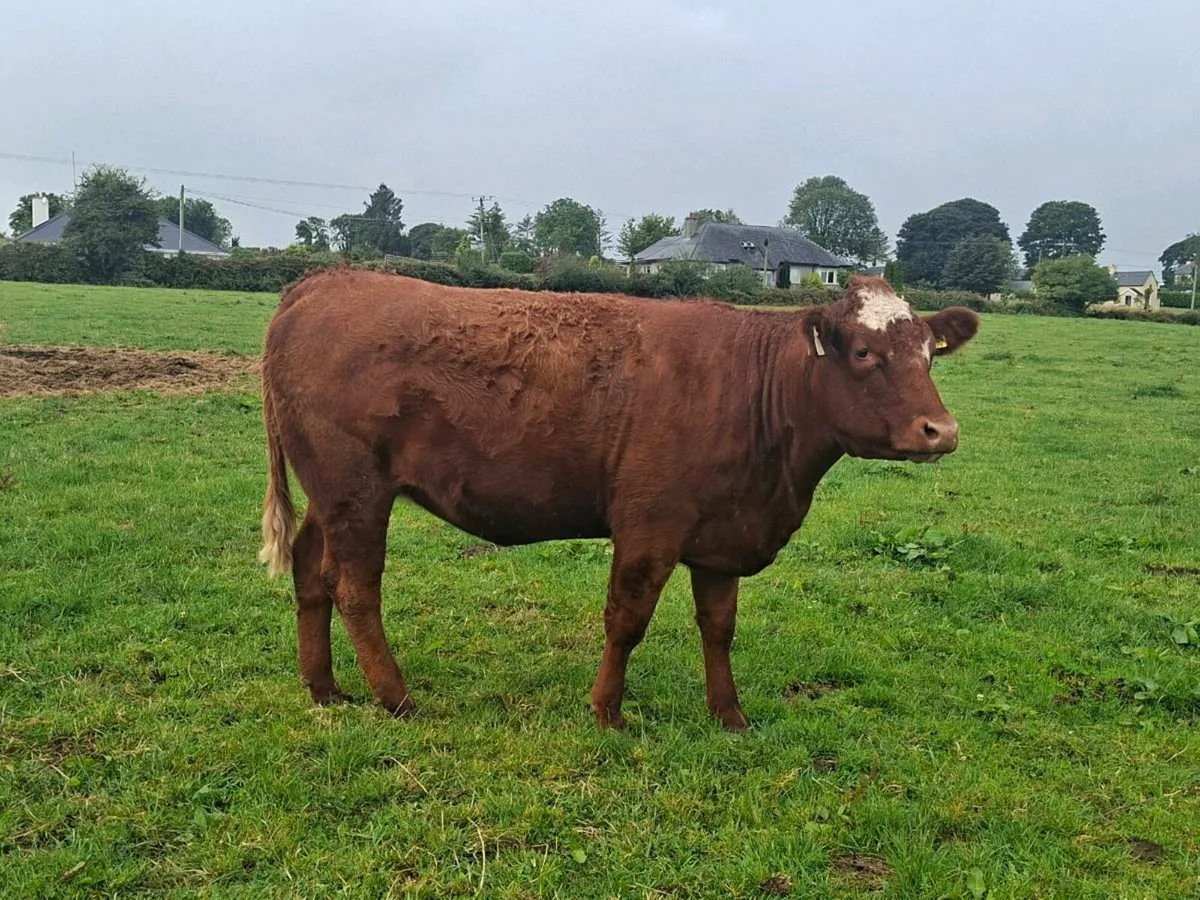 Springers - Image 4