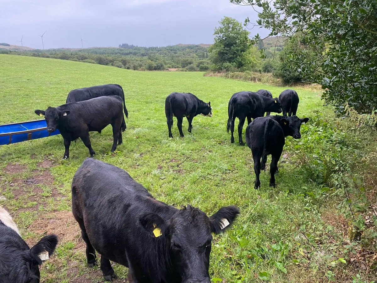 Organic AAX Weanlings - Image 2