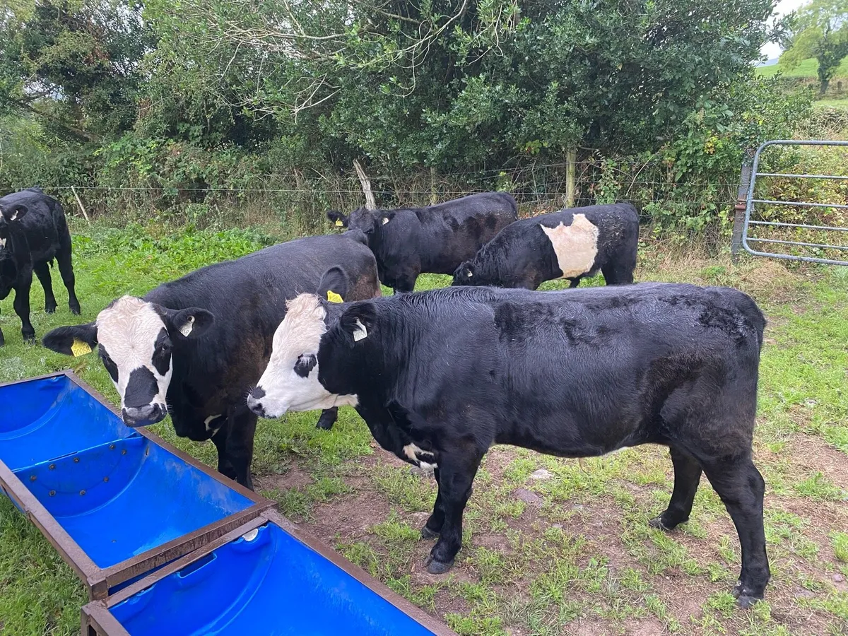 Organic AAX Weanlings - Image 3