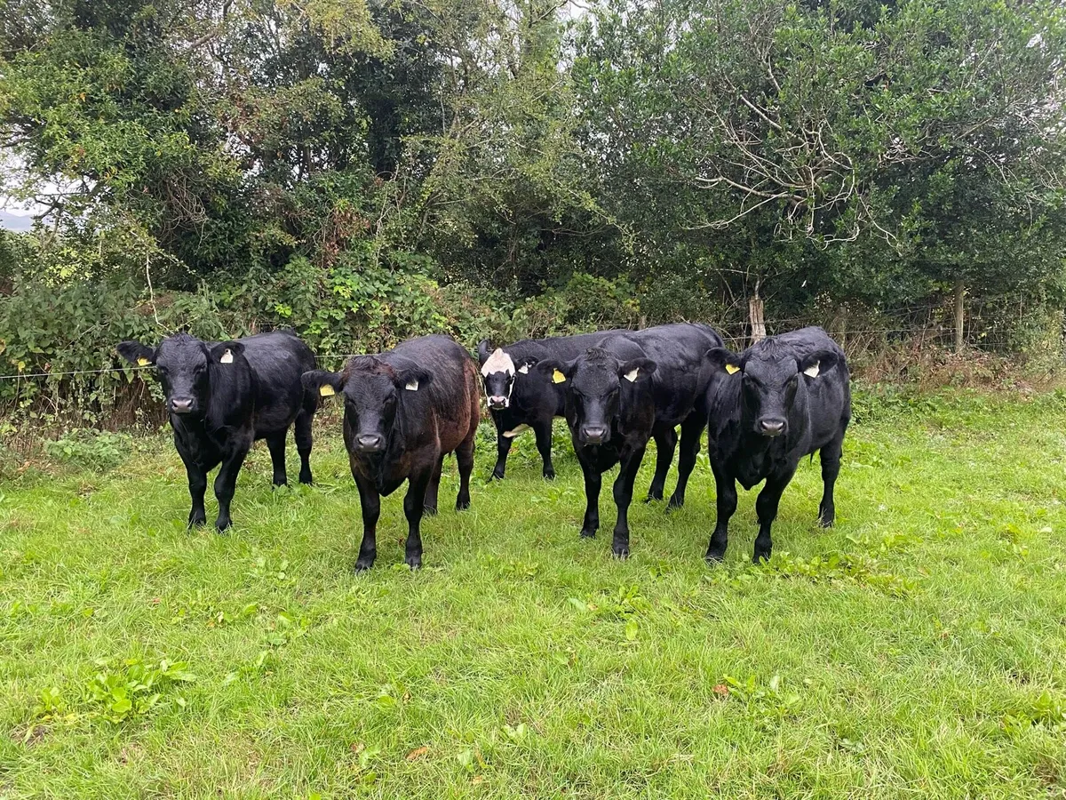 Organic AAX Weanlings - Image 4