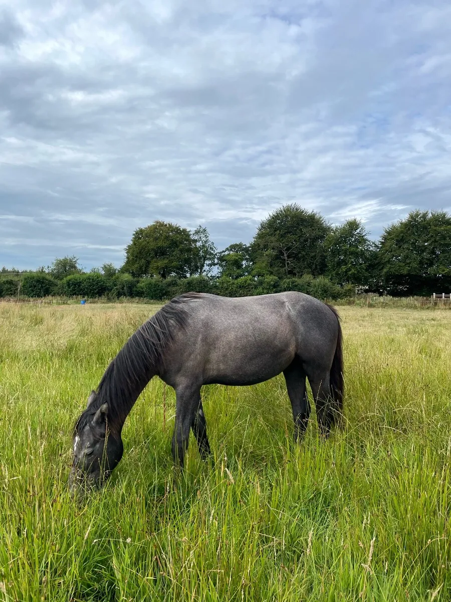 ⭐️Connemara Colt ⭐️ - Image 1
