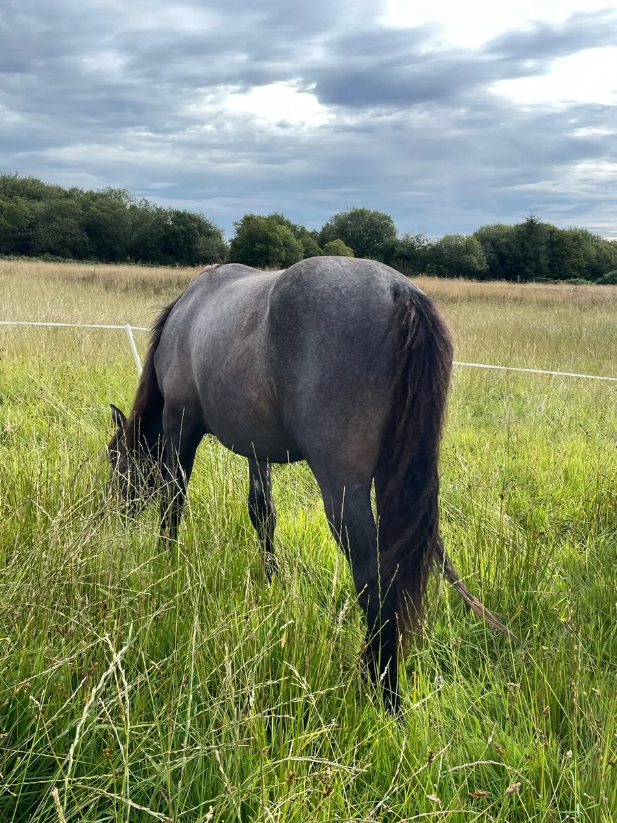 ⭐️Connemara Colt ⭐️ - Image 2