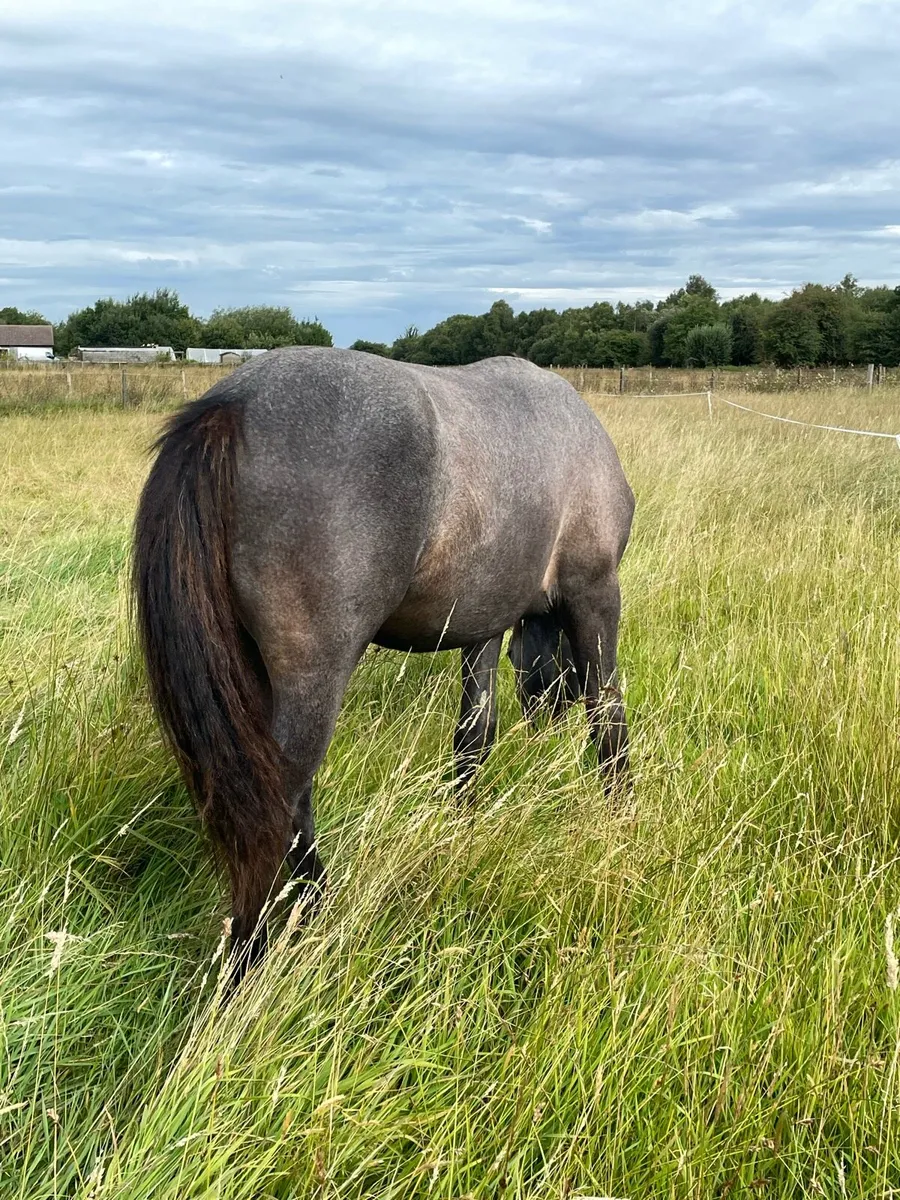 ⭐️Connemara Colt ⭐️ - Image 3