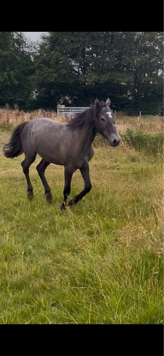 ⭐️Connemara Colt ⭐️ - Image 4