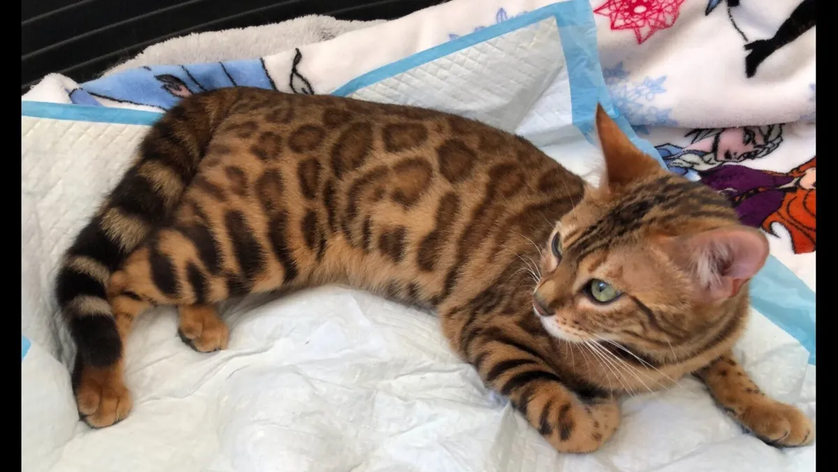 BENGAL CAT - Image 2