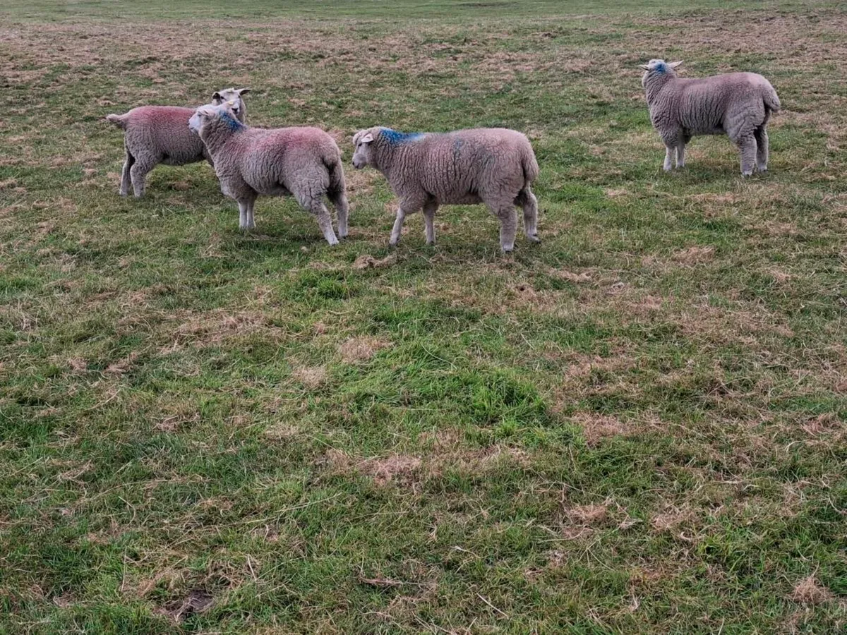 Galway Purebred Registered Ewe lambs - Image 2